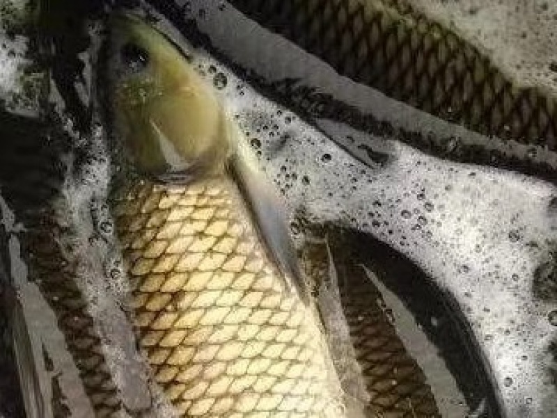 大量出售草鱼批发零售