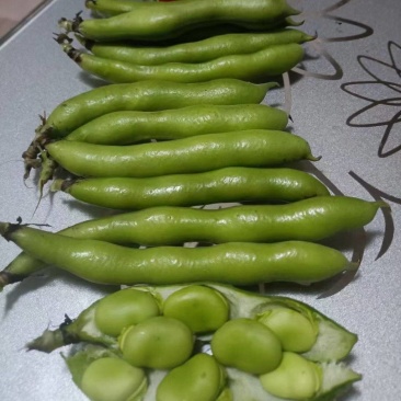 汉中蚕豆，胡豆大量上市，质优价廉物美，产地直发要的联系…