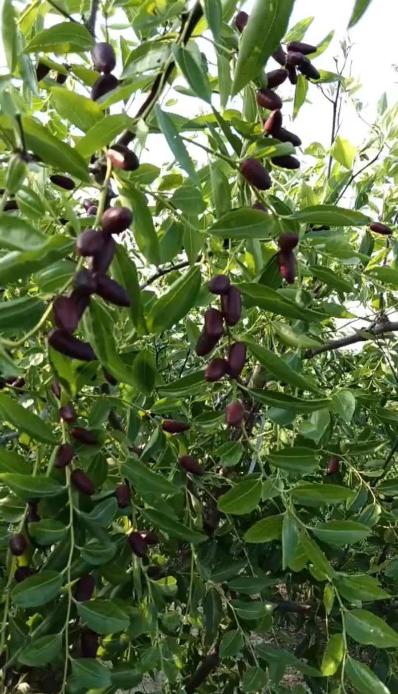 胎里红枣树