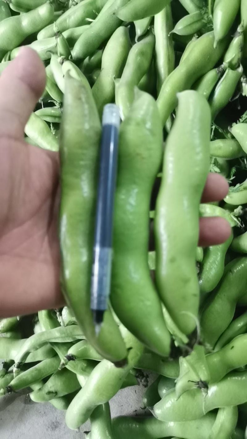 汉中蚕豆，胡豆大量上市，质优价廉物美，产地直发要的联系…