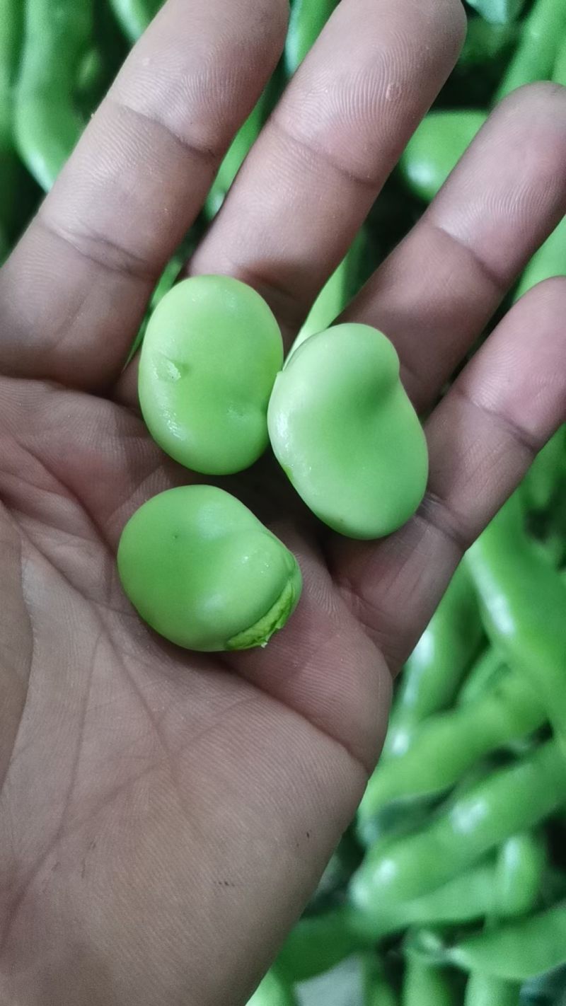 汉中蚕豆，胡豆大量上市，质优价廉物美，产地直发要的联系…