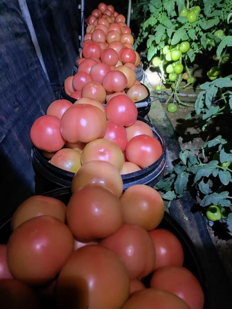 青州当地西红柿硬粉西红柿大量供应产地址，发量大优