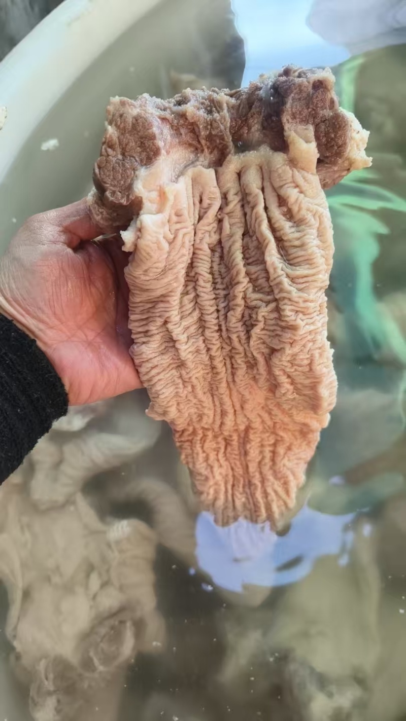高品质牛杂，不含心肝肺皮，肠类拼。大肠小肠碗口散带