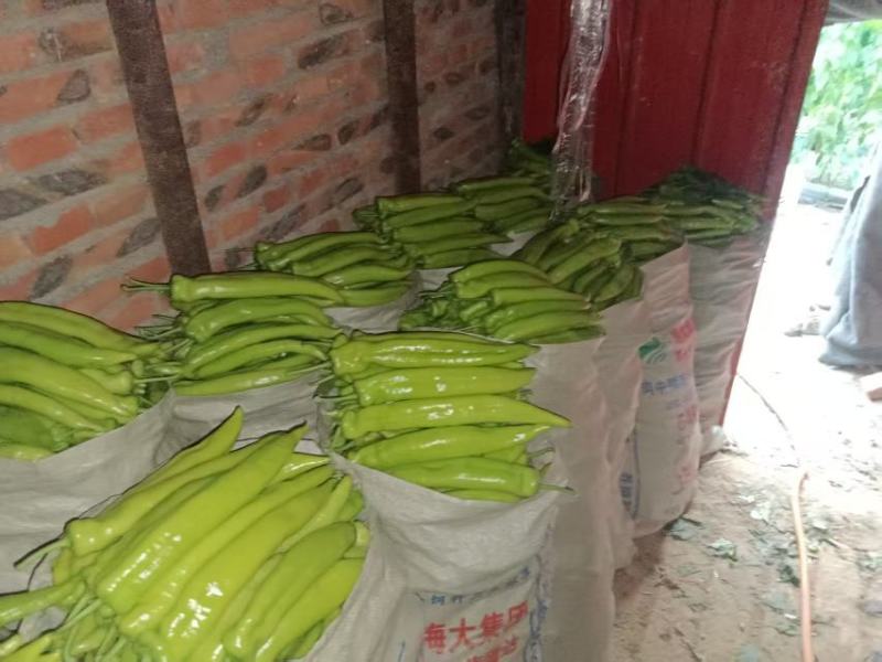 长椒尖椒大量供应，现摘线发货源充足，常年供货
