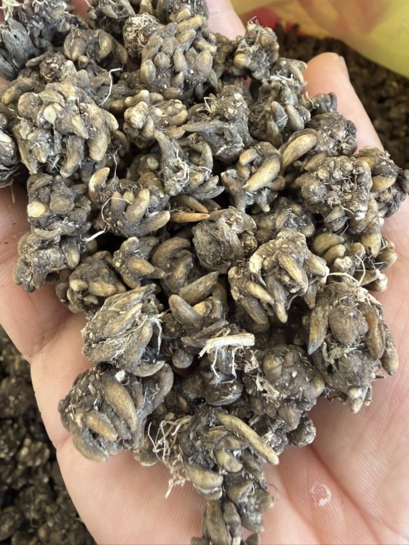 黄皮野生精选猫爪草颗粒