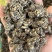 黄皮野生精选猫爪草颗粒