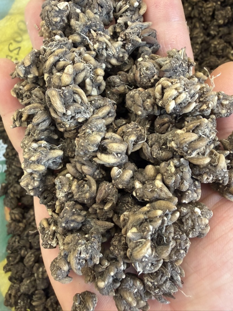 黄皮野生精选猫爪草颗粒