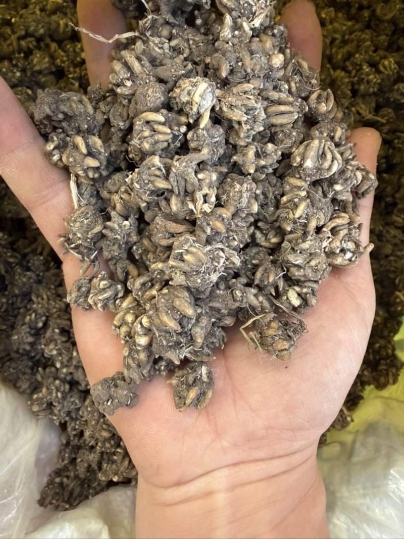 黄皮野生精选猫爪草颗粒