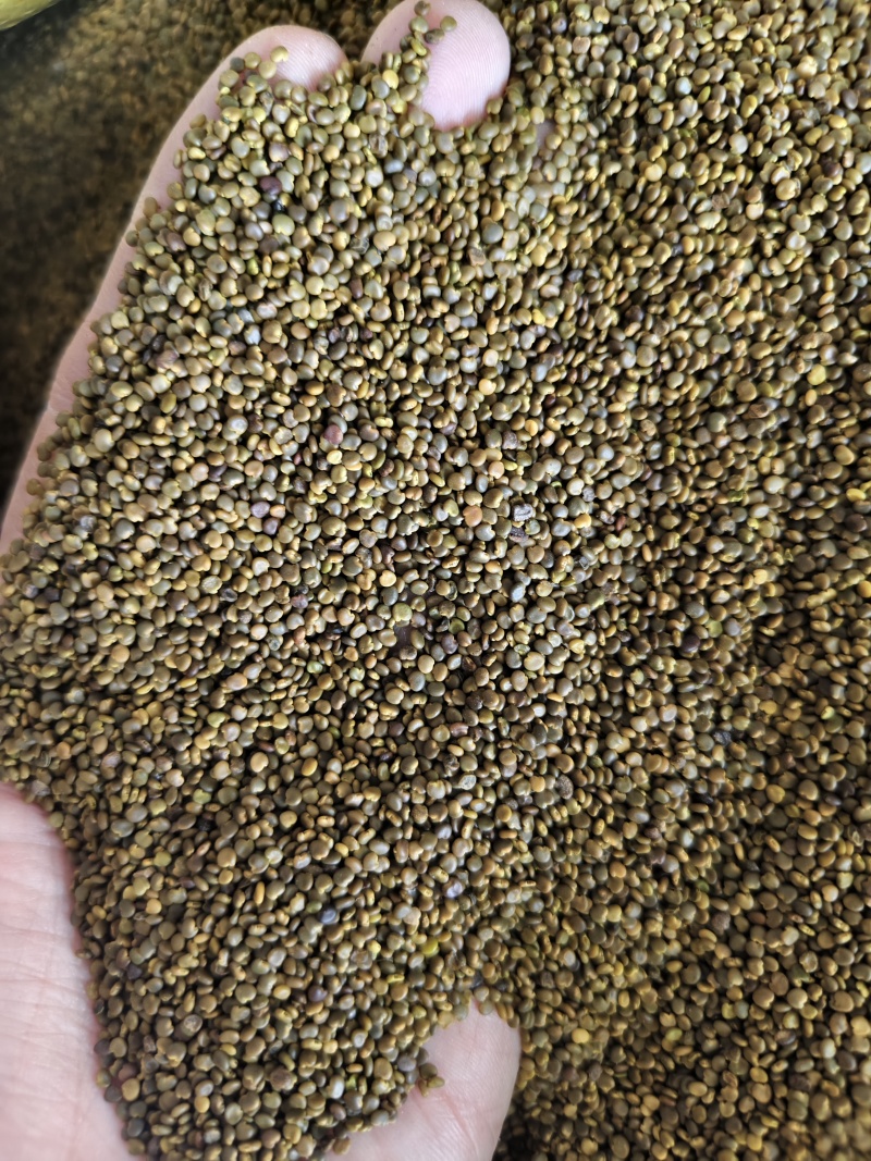 沙苑子陕西道地沙苑子水洗优质正品头茬无硫颗粒量大优惠