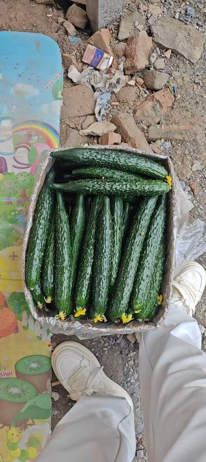 黄瓜油量密刺干花鲜花大量供应商超市场电商支持视频看货