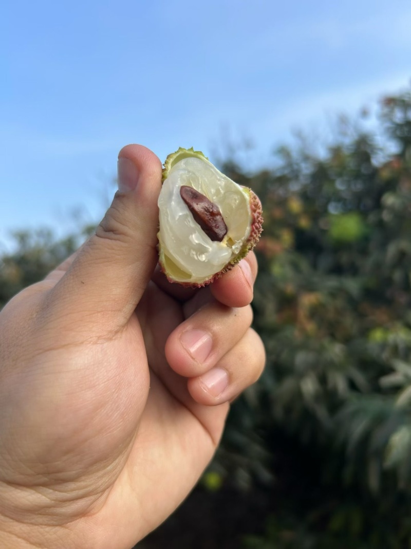 海南精品妃子笑，顺丰空运，支持一件代发，落地配