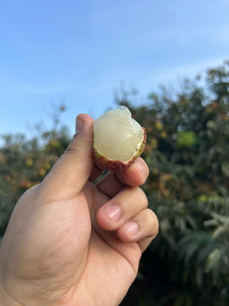 海南精品妃子笑，顺丰空运，支持一件代发，落地配