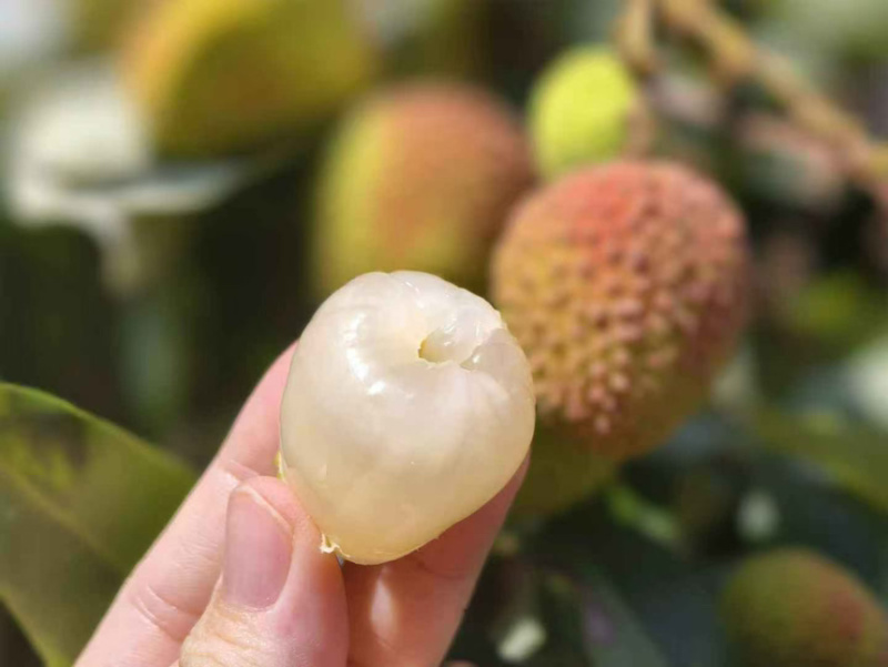 海南精品妃子笑，顺丰空运，支持一件代发，落地配
