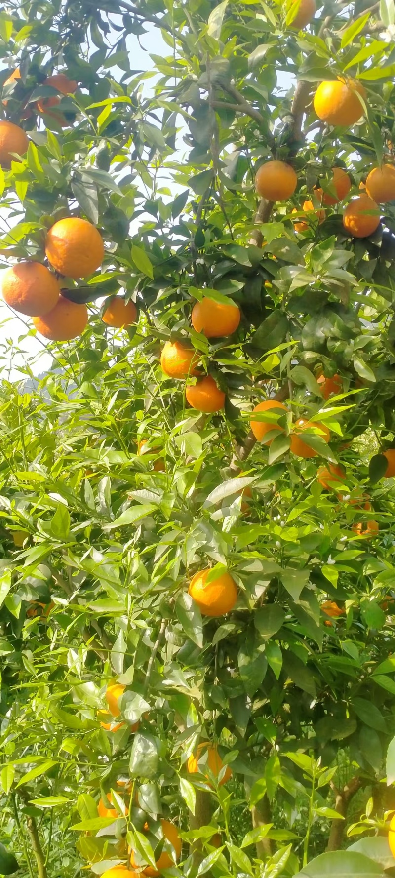 沃柑