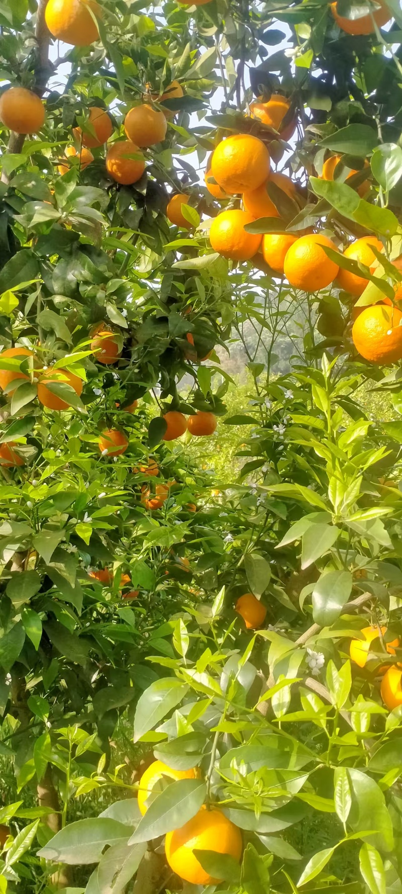 沃柑