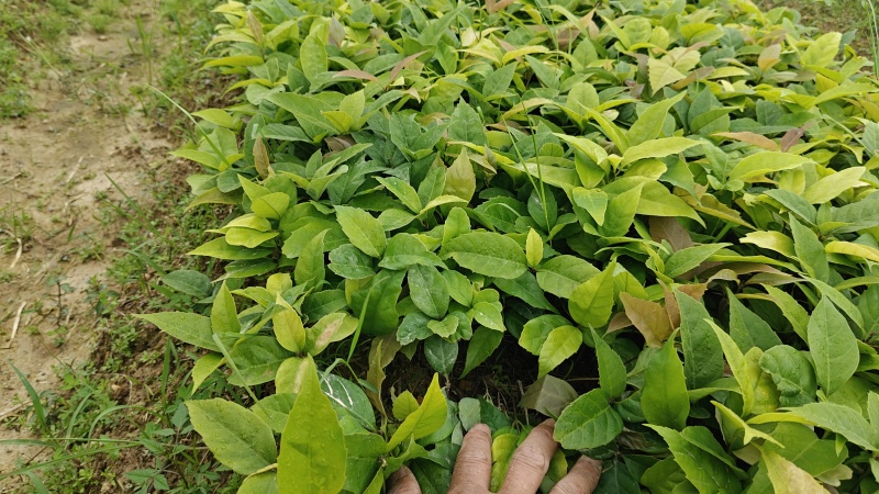 青冈芽苗