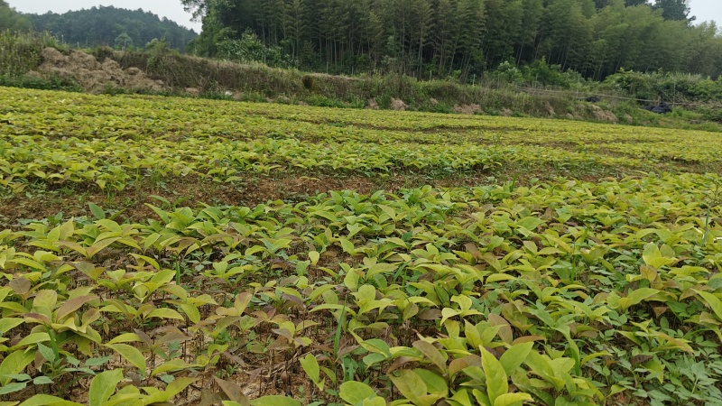 青冈芽苗