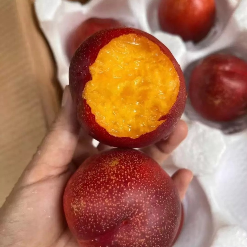 山东油桃红皮黄肉中油4号5号进出口贸易供应链