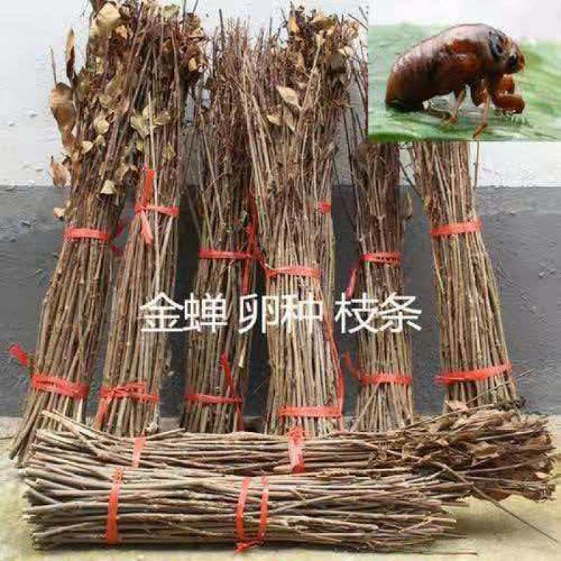 杨树条金蝉卵枝，成活率高，卵量足，产地直发！欢迎采购