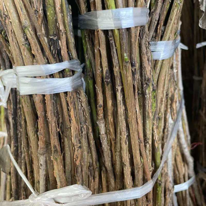 杨树条金蝉卵枝，成活率高，卵量足，产地直发！欢迎采购