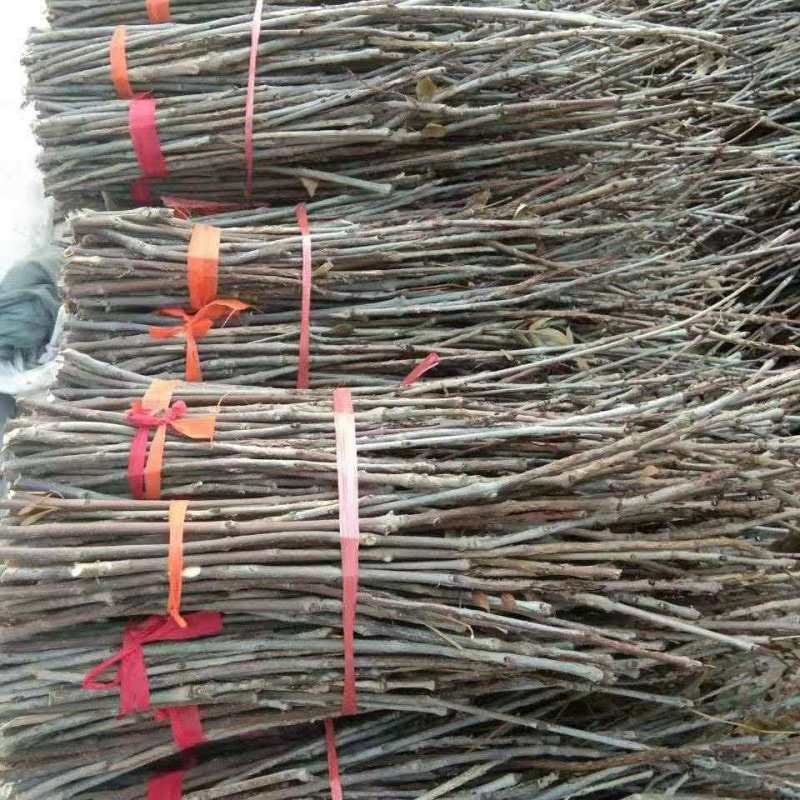 杨树条金蝉卵枝，成活率高，卵量足，产地直发！欢迎采购