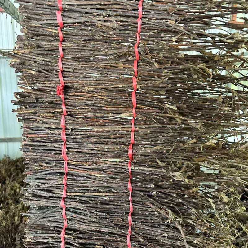 杨树条金蝉卵枝，成活率高，卵量足，产地直发！欢迎采购