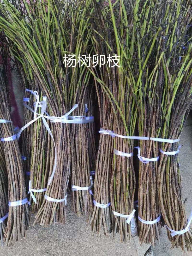 杨树条金蝉卵枝，成活率高，卵量足，产地直发！欢迎采购