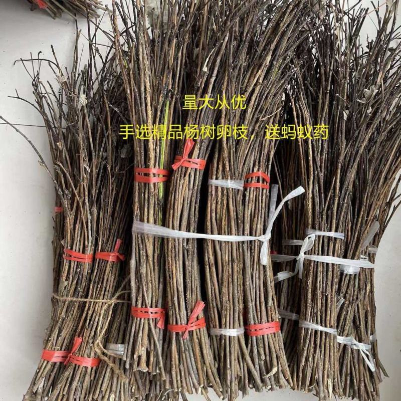 杨树条金蝉卵枝，成活率高，卵量足，产地直发！欢迎采购