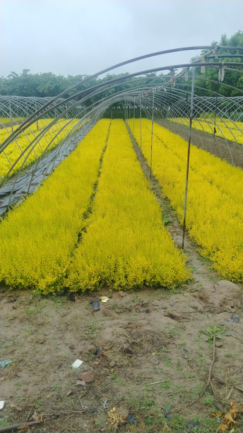 亮晶女贞色块小苗