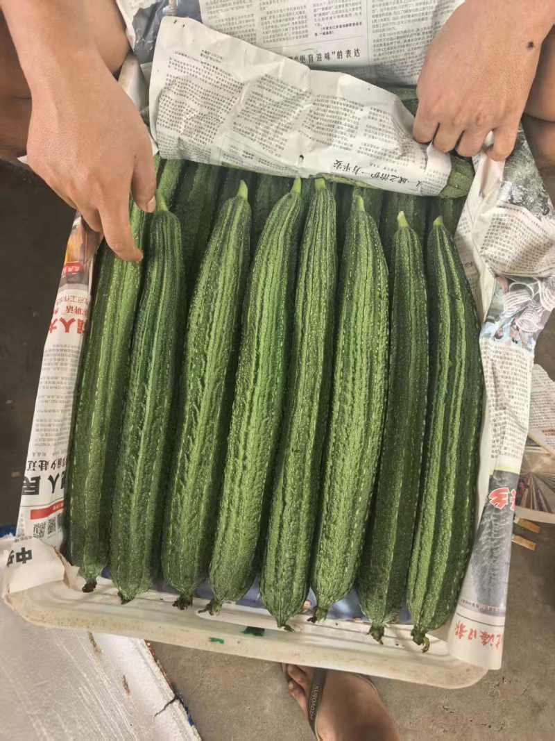 棱角丝瓜贵州一手货源全国供货现采现发