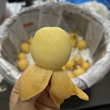 白玉枇杷非常甜