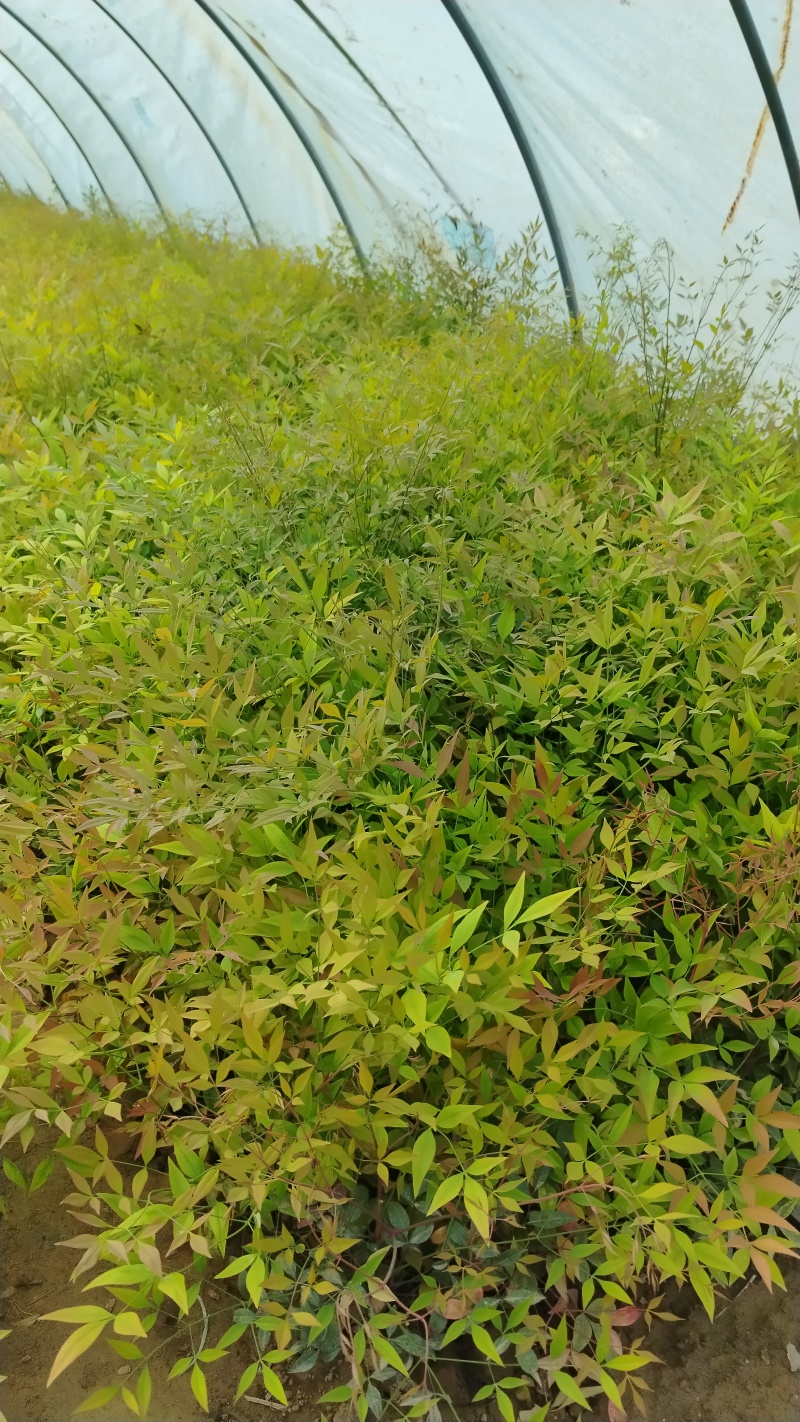南天竹