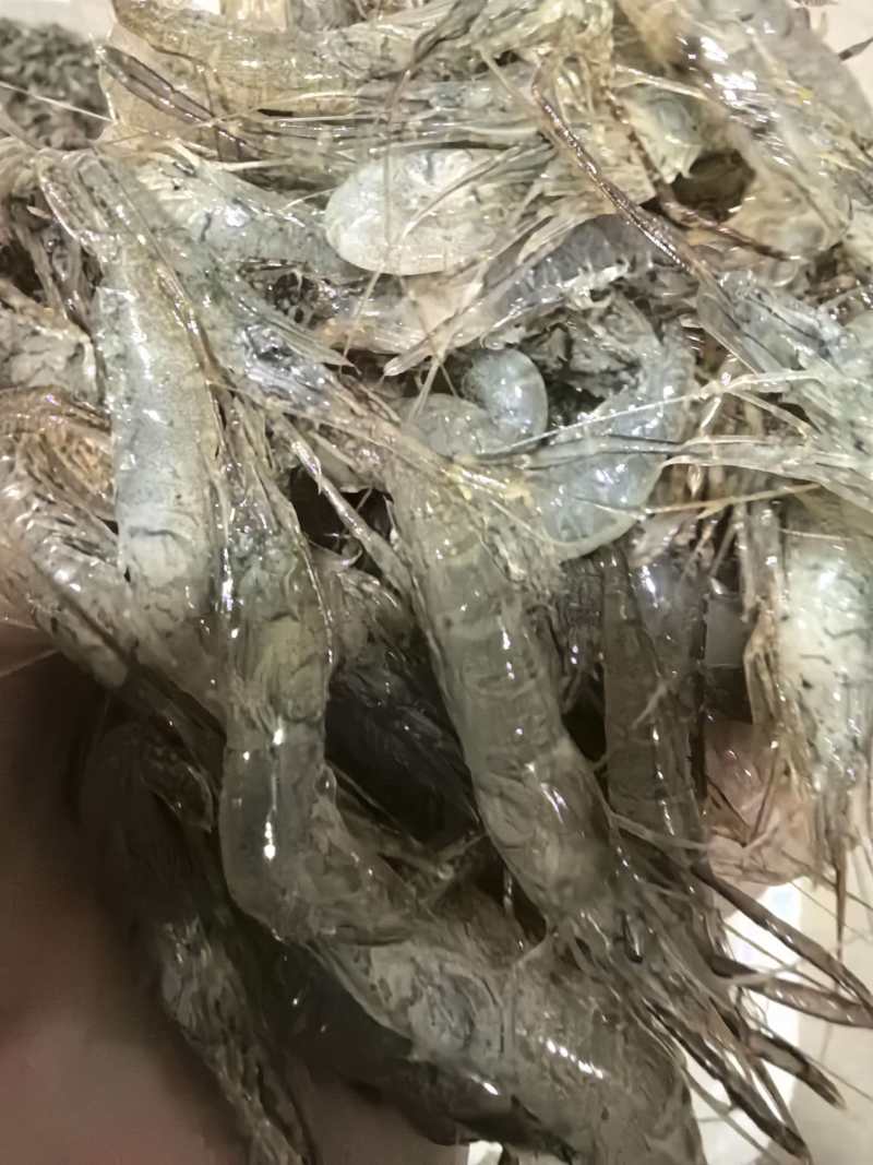 精品冻板河虾仁