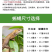 杜比亚蟑螂1-1.5厘米一斤