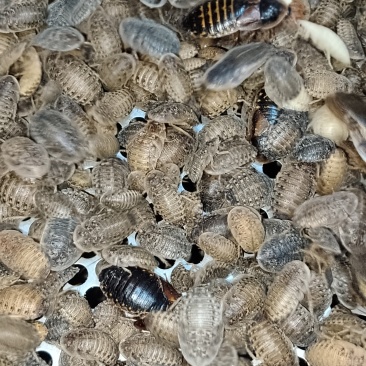杜比亚蟑螂1-1.5厘米一斤