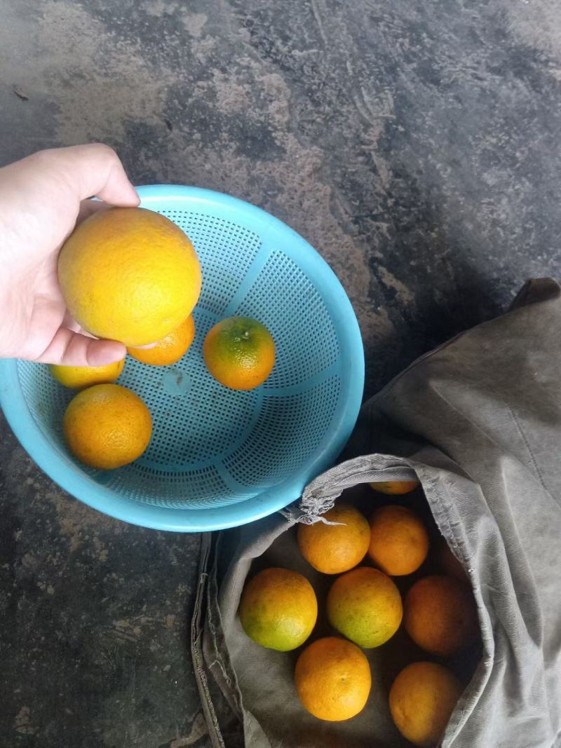 夏橙出售