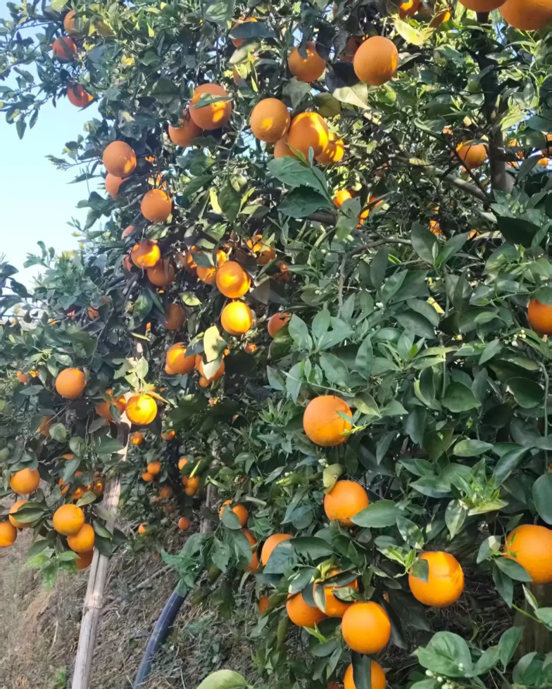 夏橙出售