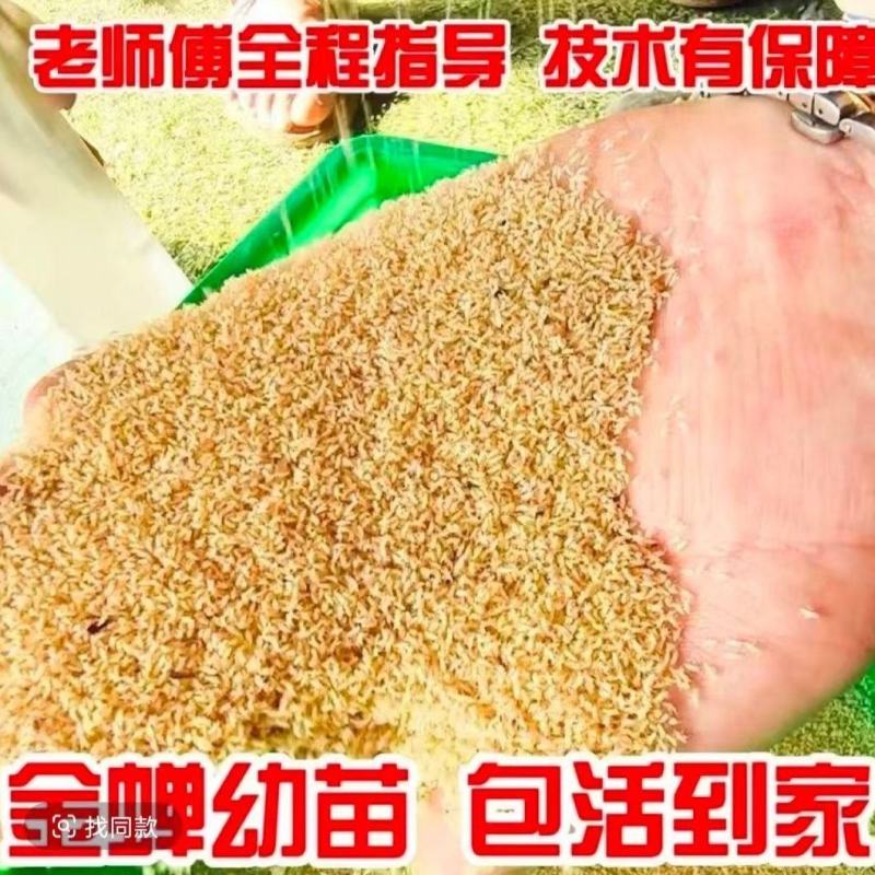 金蝉幼苗种子幼虫幼苗知了猴种子幼虫蝉种苗金蝉卵金蝉苗知了