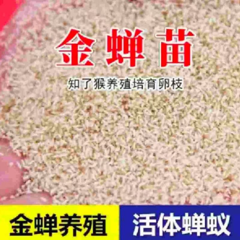 金蝉幼苗种子幼虫幼苗知了猴种子幼虫蝉种苗金蝉卵金蝉苗知了