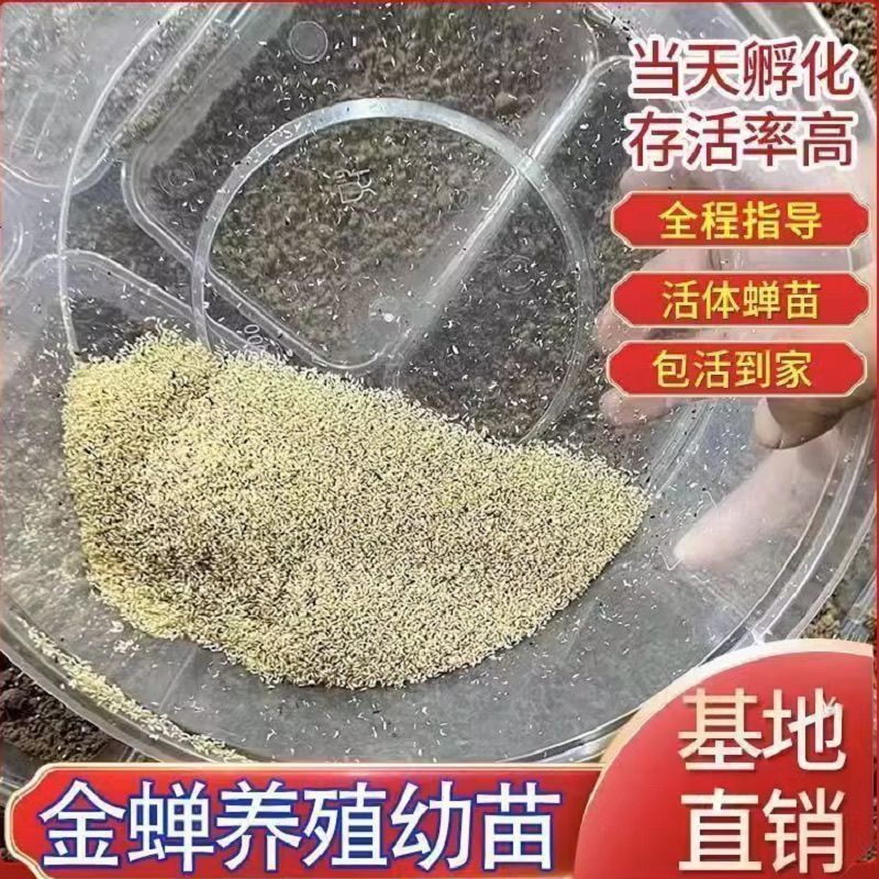 金蝉幼苗种子幼虫幼苗知了猴种子幼虫蝉种苗金蝉卵金蝉苗知了