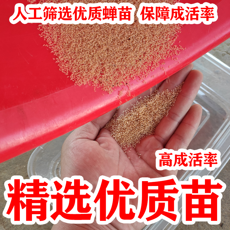 金蝉幼苗种子幼虫幼苗知了猴种子幼虫蝉种苗金蝉卵金蝉苗知了