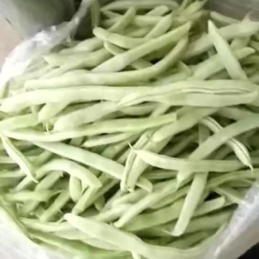 山东白不老大量上市