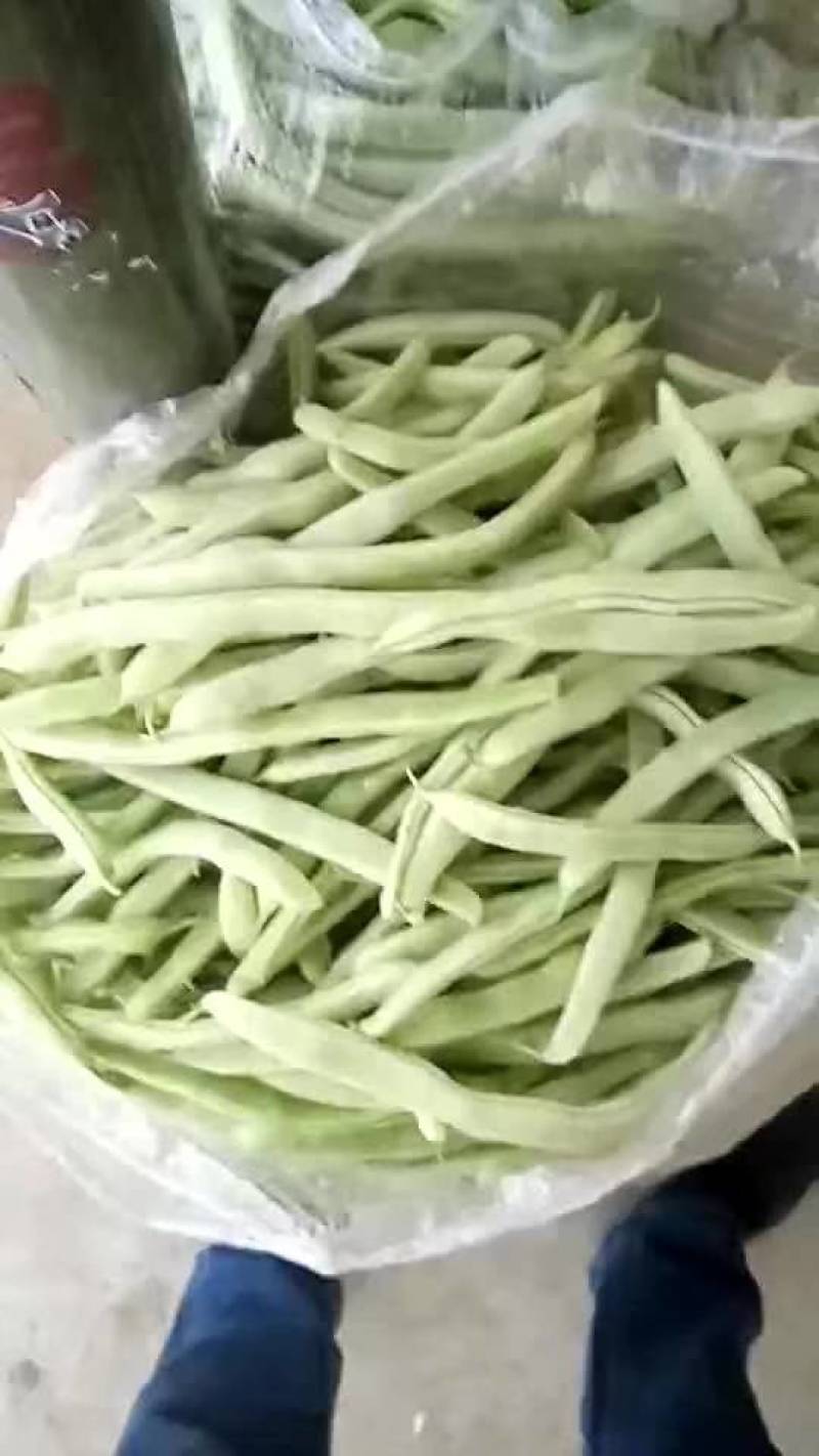 山东白不老大量上市