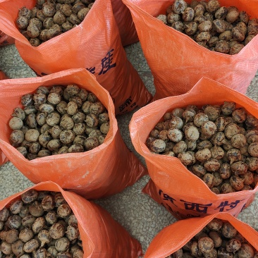 广西荔浦新鲜优质马蹄茡荠鲜甛可口汁水丰满内质白嫩色泽鲜红个头