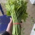 龙须菜精品