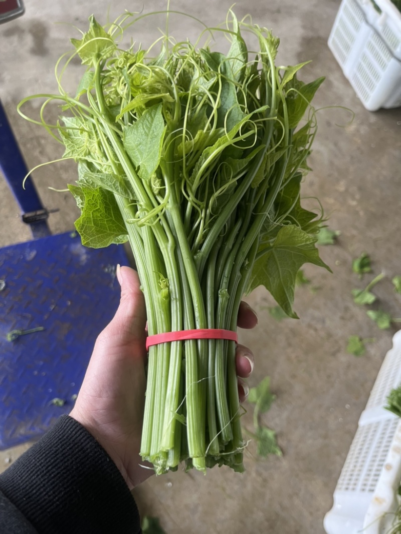 龙须菜精品