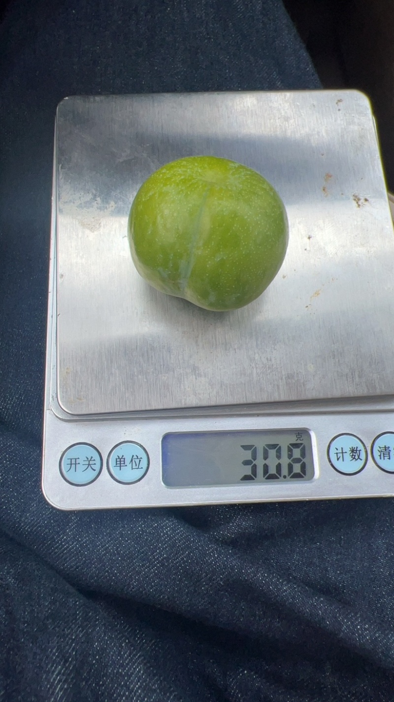 青脆李