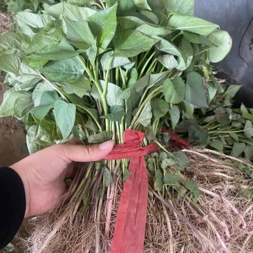 各种红薯种苗