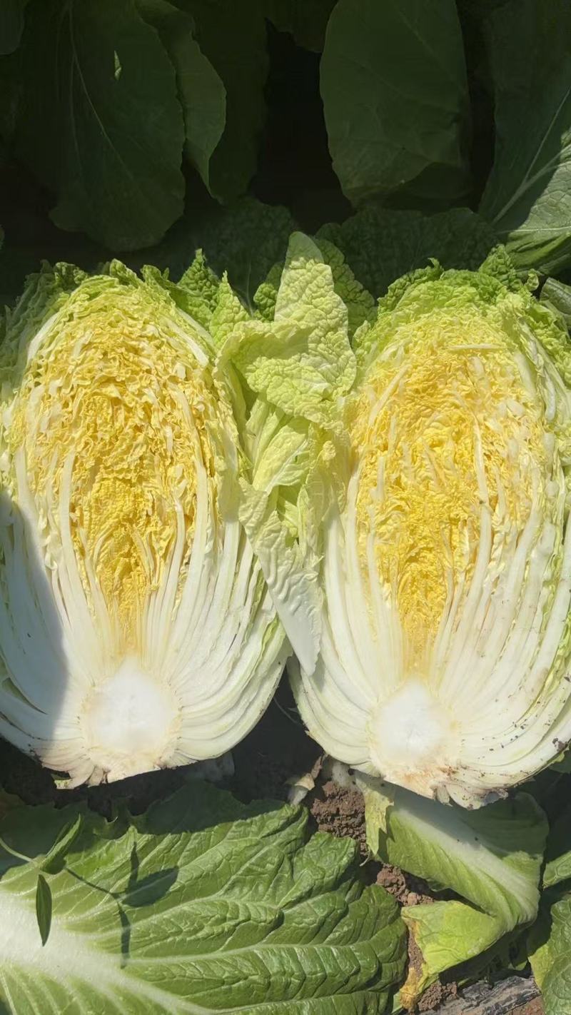 河南开封黄心白菜