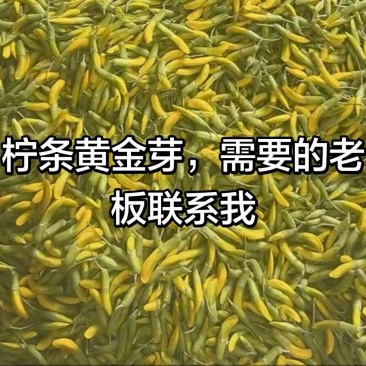 柠条黄金芽